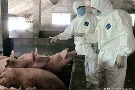 养猪大省传出非瘟情况！大雨连绵助长疫情，猪价或将水涨船高？图片
