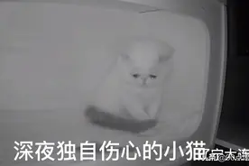 辽宁：小猫的兄弟姐妹被抱走，孤独的它落泪了，网友见之很心疼图片