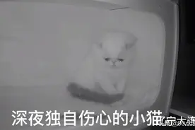 辽宁：小猫的兄弟姐妹被抱走，孤独的它落泪了，网友见之很心疼图片