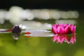 《莲的心事》：席慕蓉笔下那朵盛开的“夏荷”是谁？她在等着谁？图片