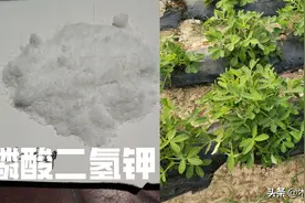磷酸二氢钾，多效唑，芸苔素内酯能混用吗，怎样配合效果更佳图片