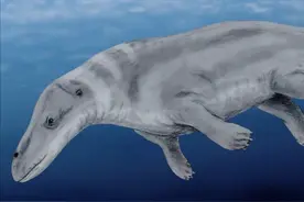 鲸的进化史：鲸不是鱼！曾经也生活在陆地上，它和河马是近亲图片