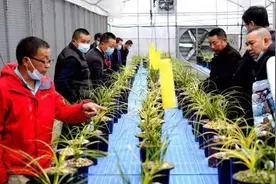 随州兰花成致富“金花”图片