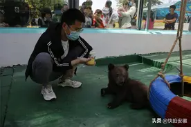 我是未婚90后，在动物园工作时给熊仔喂奶，照顾似亲生被称熊爸爸图片