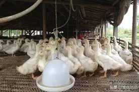 养鸭秘诀竟是不让鸭子下水！你知道吗?不知道来看看图片
