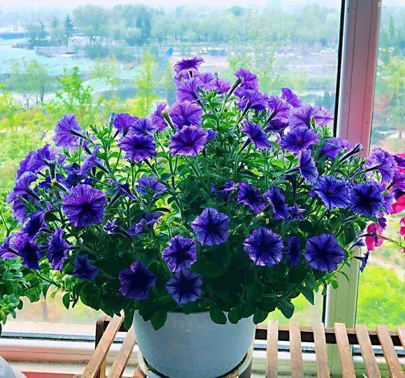 十二生肖专属花,快看你的属相对应什么花(测试自己的本命花免费) - 冷