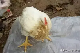 今天我们浅谈一下鸡群吐水、采食量不达标的问题图片