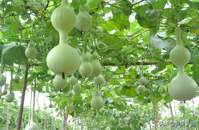 这个葫芦园里的主人叫王红振,也曾经和很多的的农民一样,在自己的田地