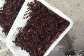 5月中下旬，不能给小龙虾投喂黄豆和饲料？真相几何？图片
