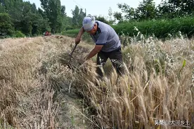 6旬大叔烈日下独自割麦，汗水浸湿头巾，说起家事不禁让人唏嘘图片