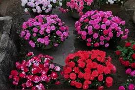 6种花的“名字烂”，听了就讨厌，开花却美如仙，被冤枉几十年图片