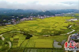 衡阳南岳区：黄金满地美画卷图片