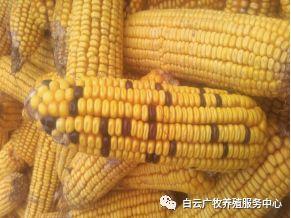 效养蛋禽-全解--如何高效有力的养殖蛋禽增加产蛋，收入