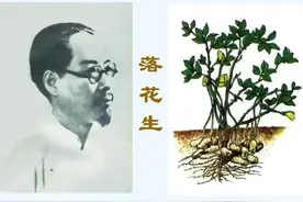 《落花生》之课堂内外：文本里与文本后的家国情怀图片