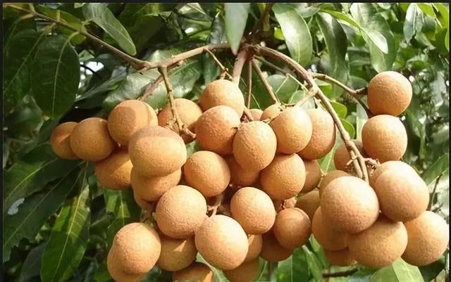 带你了解不一样的水果—龙眼，美味水果之一