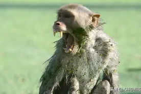 偷钱、杀人、绑架，印度猴子无恶不作，老百姓们为何拿它们没办法图片