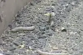 小区树上爬满了虫，怎么处理这些虫？自有妙招来帮忙视频封面