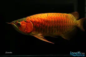 「全纪录」一条红龙鱼从小鱼成长为红龙王的过程图片