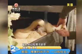 只因喂食时间不对，宠物蛇一口咬住主人，男子的手鲜血淋漓视频封面