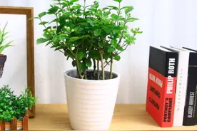 新买的盆栽不好养活？做好这3步，以后养花轻松不难图片