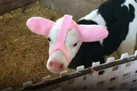 这些亚马逊产品奇葩到颠覆认知，真是活久见…图片