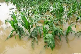 最近雨水频繁，玉米生长受影响，想要不影响产量，这些妙招收好了图片