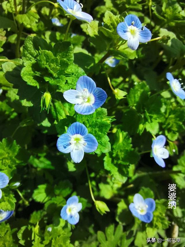 三月观花指南，这8种花三月开，不要错过花期