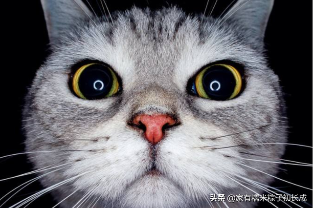 想要自制猫饭，这些营养基础须知道！