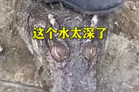活久见！广西200斤鳄鱼溺水身亡，员工：胆子小，被吓后不出水面图片