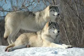 科学家不清楚，为什么人类是“一夫一妻制”？在哺乳动物中罕见图片