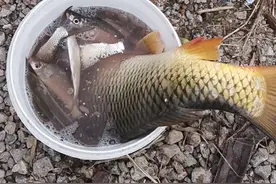 野钓好用的极端饵料，不用打窝效果都很好，这篇攻略很有味道图片