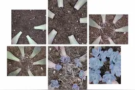 叶插繁殖过程详解，见证多肉植物的1盆变10盆图片