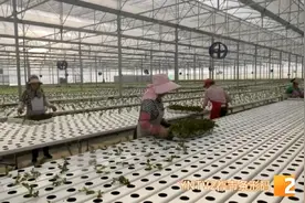 “来这里上班离家近，一天能挣一百多”，会泽县：让易地扶贫搬迁群众就近就业图片
