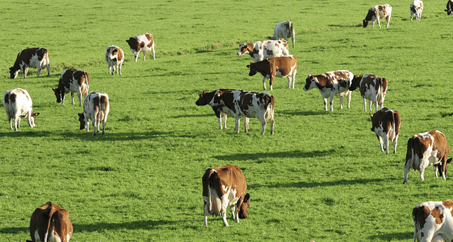 花胶炖燕窝牛奶 2026年花胶炖燕窝牛奶的功效