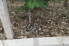 凶猛红隼偷袭，赤麻鸭护子舍命搏斗！小区居民的举动暖鸭心图片