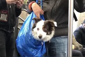 只要包里装的下，就可以带爱犬坐地铁?图片