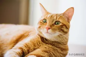 辟谣：猫咪便秘需要喂食猫草？这可能会使排便更加困难，加重病情图片