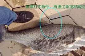 钓鱼和射鱼者引起争吵，却被称多管闲事！射鱼该不该被制止？图片