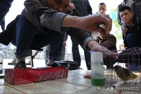 “神鸟”算命，号称街头“最”复杂骗术，你能看明白吗？图片