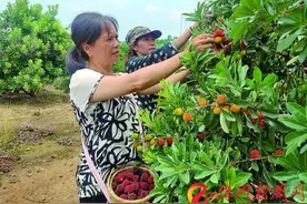 渌口区青龙湾杨梅园的杨梅熟了 快去体验采摘乐趣吧图片