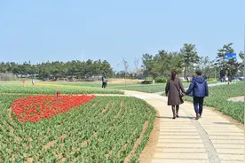 请来烟台开发区夹河西岸赏“花海”图片
