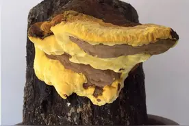 桑黄是怎么形成的？被称为“森林黄金”的桑黄，值不值千元一斤？图片