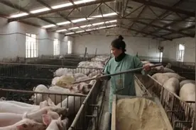 见过美国式喂猪，就知道为什么他们猪肉产量最高了图片