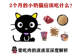 2个月的小奶猫吃什么比较好？羊奶，猫奶糕，鱼罐头，小肉条？图片