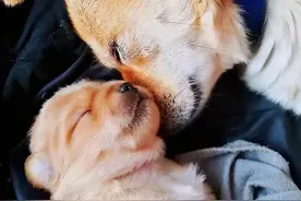 小奶狗和狗妈妈之间你想不到的瞬间图片