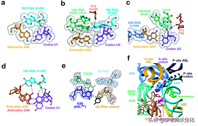 遗传密码与核糖体结构研究