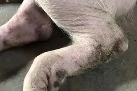 猪腿站不起来除了链球菌，别忽视了这几个病，看博士如何分析图片