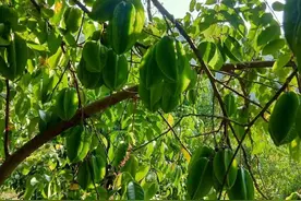 江南区重点培育城区水果品牌，打造广西“水果篮子”！图片