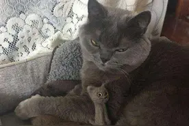 猫咪这3种行为看似爱主人，实则另有深意，养过的人：太扎心了图片
