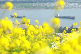 大渡口牛栏坝耍完沙，还可以来金鳌山赏油菜花图片